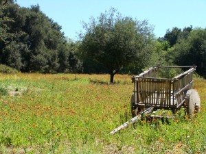 Rancho La Puerta 3,000 Acres of Peace